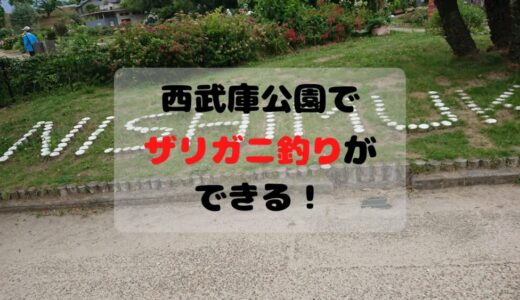 西武庫公園横にもザリガニがいた！難易度高めだから準備が必要！
